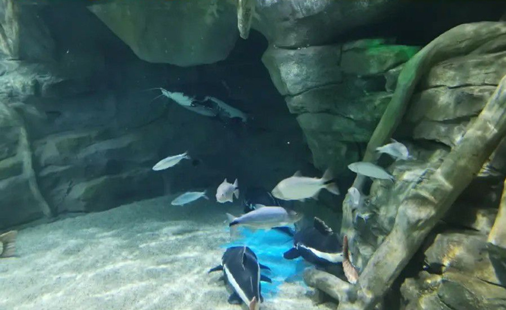 如何解決海洋館空氣潮濕問題？